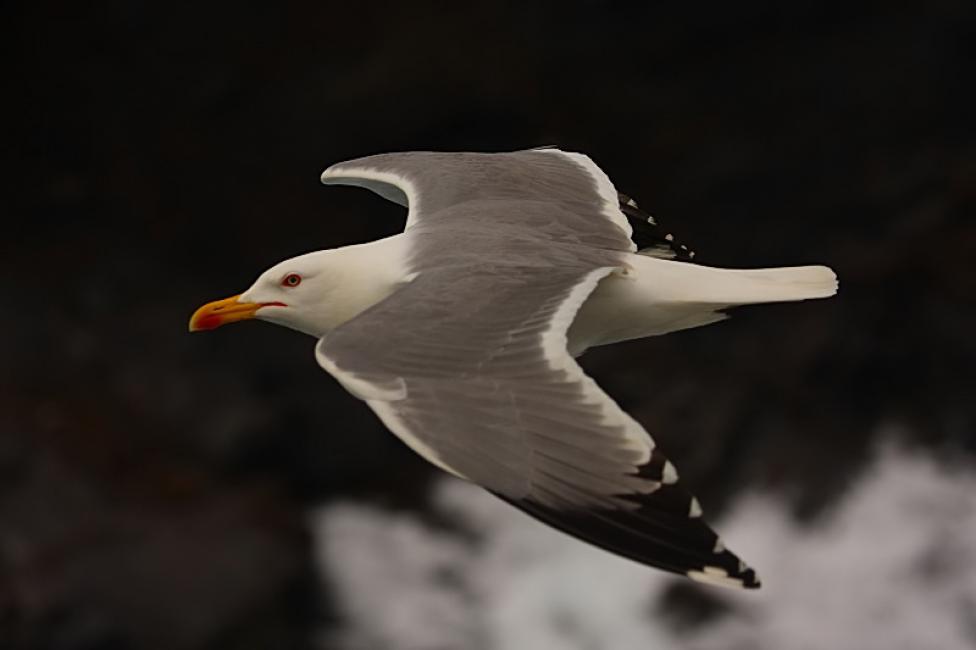 Vuelo de Gaviota patiamarilla (Larus michahellis)